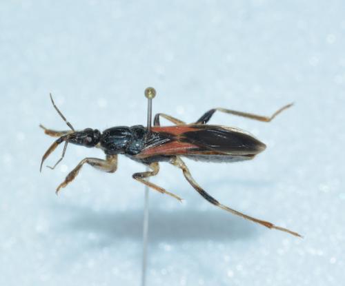 Sirthenea sp.